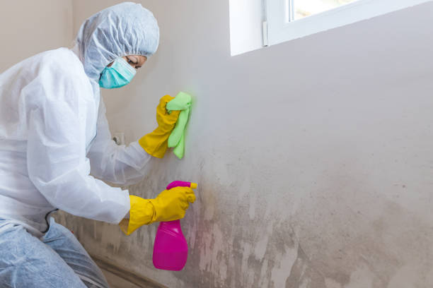 Trusted Dublin, OH Mold Removal Services Experts